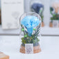 Mother's Day Gift Carnation Wishing Bottle Dandelion Preserved Fresh Flower Material Package