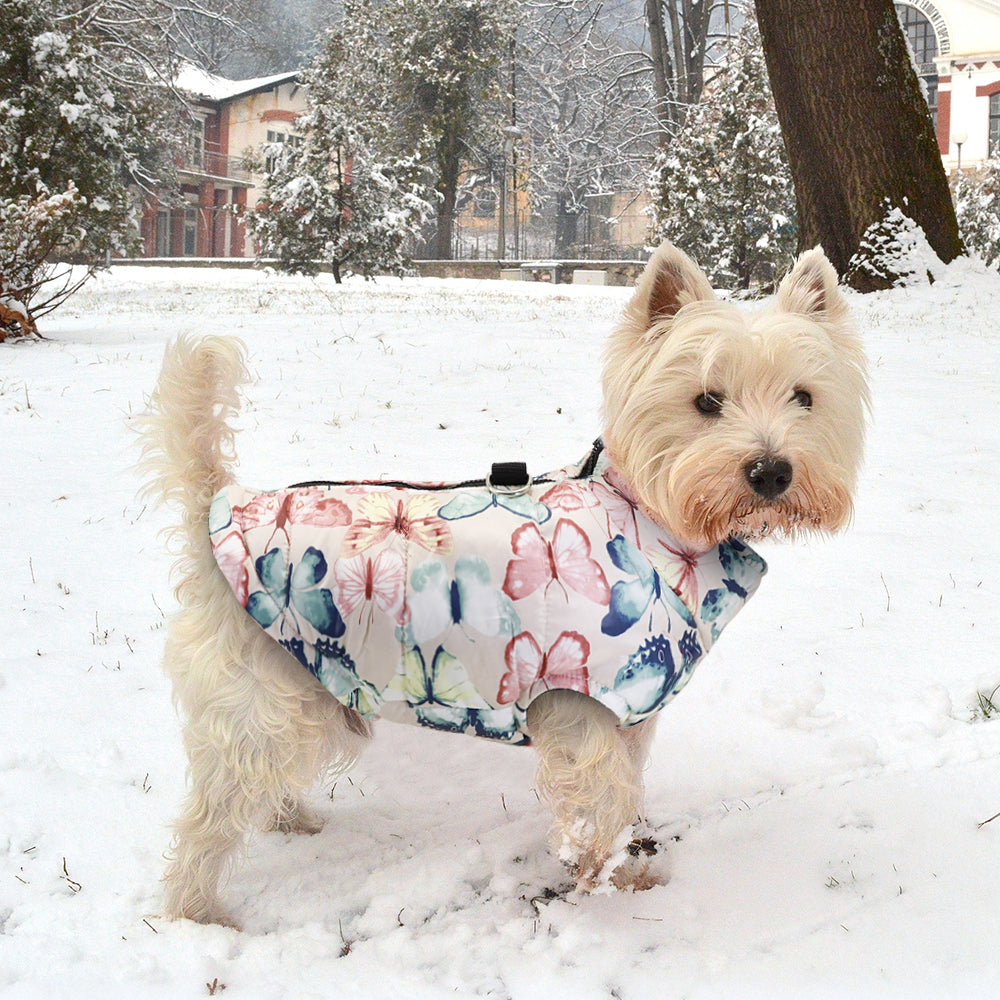 Teddy Farrow pet dog cotton clothes