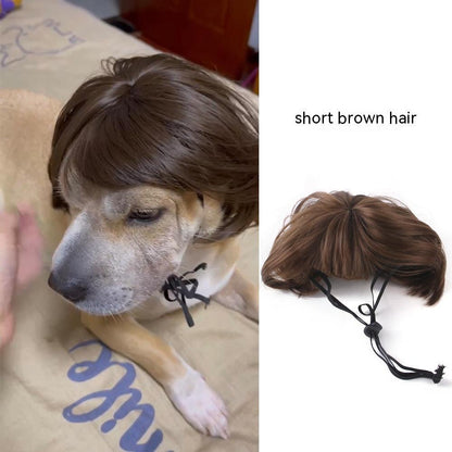 Pet Wig Afro Bangs Cat